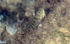 Familie Blenniidae (Regan, 1912)