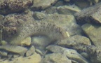 Familie Blenniidae (Regan, 1912)