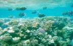 Abudefduf saxatilis -  1. Fund