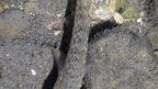 Familie Gobiidae (Cuvier, 1816)