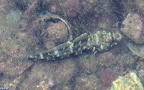 Familie Gobiidae (Cuvier, 1816)