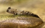 Klasse Actinopterygii (Cope, 1871)