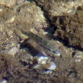 Symphodus ocellatus -  1. Fund