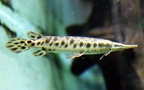 Familie Lepisosteidae (Cuvier, 1825)