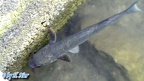 Ordnung Mugiliformes (Cuvier, 1829)