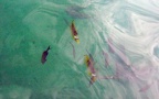 Familie Chaetodontidae (Rafinesque, 1810)