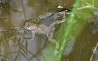 Familie Bombinatoridae (Gray, 1825)