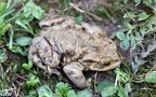 Bufo bufo -  6. Fund