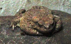 Klasse Amphibia (Gray, 1825)