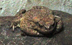 Bufo mauritanicus (Schlegel, 1841)