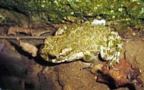 Bufo viridis (Laurenti, 1768)