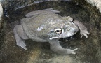 Familie Bufonidae (Gray, 1825)