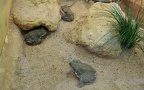 Familie Bufonidae (Gray, 1825)