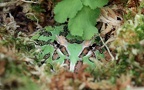 Familie Ceratophryidae (Tschudi, 1838)