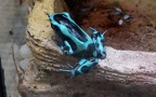 Familie Dendrobatidae (Cope, 1865)