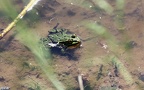 Pelophylax (Rana) lessonae (Camerano, 1882)