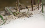 Pelophylax ridibundus (Rana ridibunda) (Pallas, 1771)