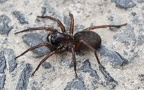 Familie Agelenidae (Koch, 1837)