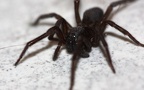 Familie Amaurobiidae (Thorell, 1870)