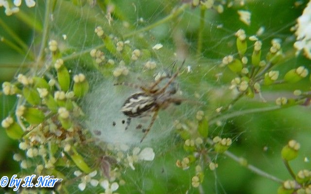 Aculepeira ceropegia -  1. Fund