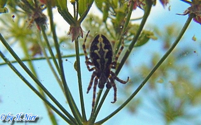 Aculepeira ceropegia -  1. Fund