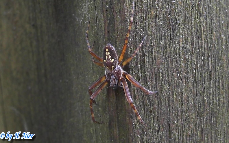 Aculepeira ceropegia -  2. Fund (Männchen)