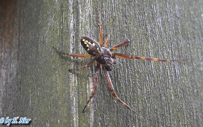 Aculepeira ceropegia -  2. Fund (Männchen)