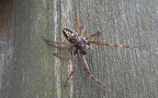 Klasse Arachnida (Cuvier, 1812)