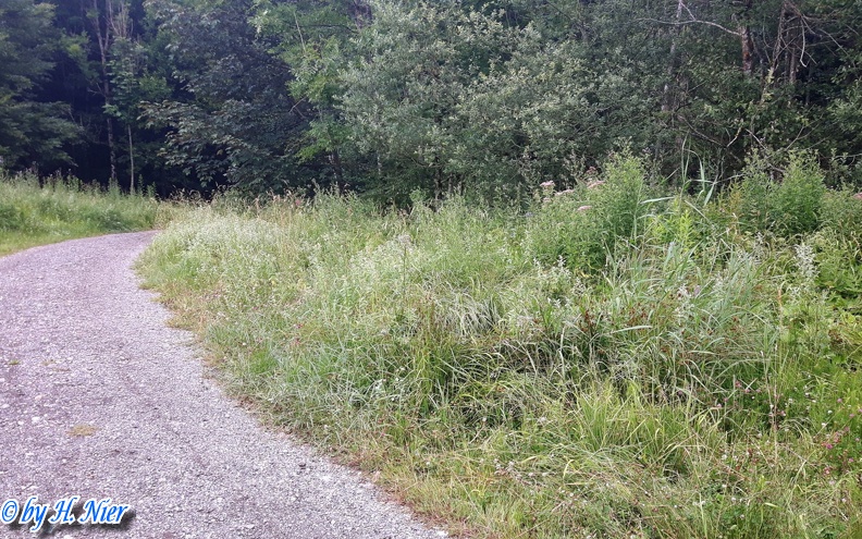 Aculepeira ceropegia -  3. Fund (Fundortfoto)