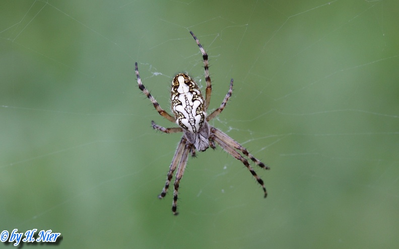 Aculepeira ceropegia -  3. Fund