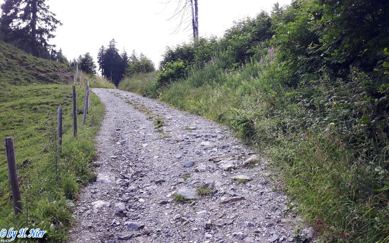 Aculepeira ceropegia -  4. Fund (Fundortfoto)