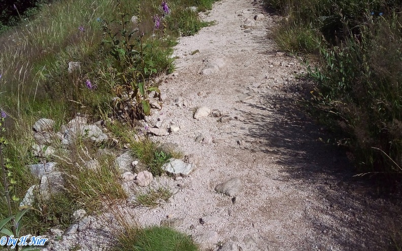 Aculepeira ceropegia -  5. Fund (Fundortfoto)