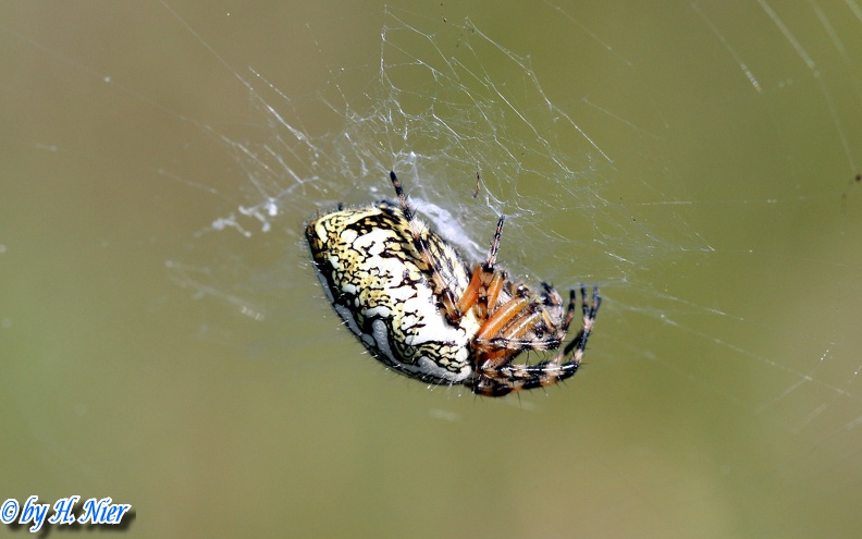 Aculepeira ceropegia -  5. Fund