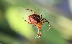 Klasse Arachnida (Cuvier, 1812)
