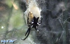 Familie Araneidae (Simon, 1895)