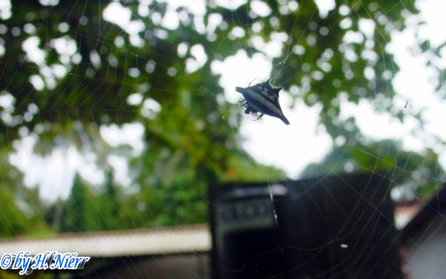 Gasteracantha geminata -  1. Fund