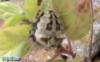 Gibbaranea (Araneus) gibbosa (Walckenaer, 1802)