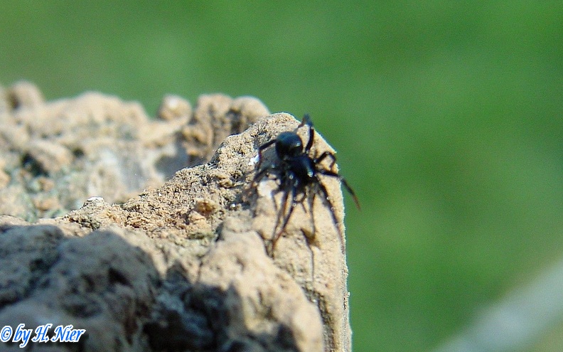 Erigone atra -  1. Fund