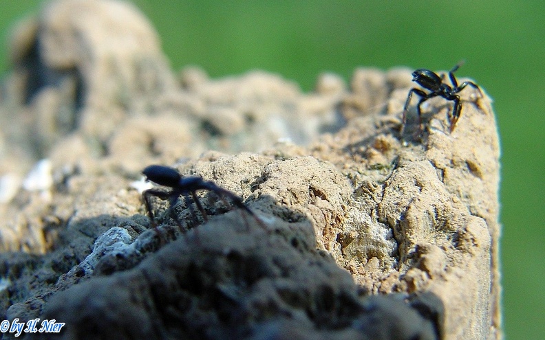 Erigone atra -  1. Fund