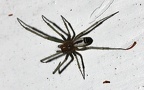 Familie Linyphiidae (Blackwall, 1859)