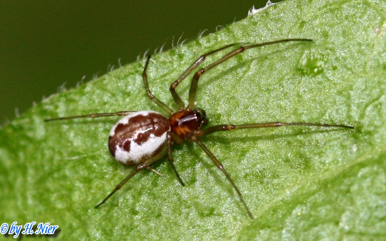 Neriene peltata -  1. Fund