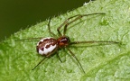Ordnung Araneae (Clerck, 1757)