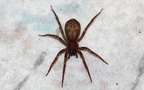 Familie Liocranidae (Simon, 1897)