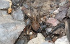 Familie Lycosidae (Sundevall, 1833)