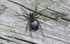 Familie Lycosidae (Sundevall, 1833)