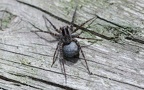 Pardosa spec. - 1. Fund (Weibchen)