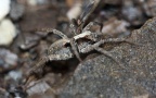 Gattung Xerolycosa (Dahl, 1908)
