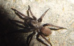 Familie Nemesiidae (Simon, 1892)