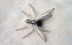 Familie Philodromidae (Thorell, 1870)