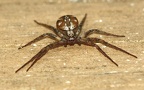 Familie Philodromidae (Thorell, 1870)